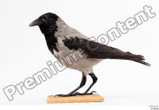 Carrion crow bird whole body 0007.jpg